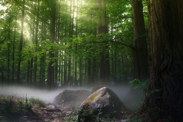 Morning light filtering through a quiet forest
